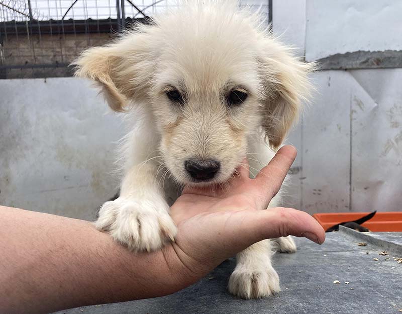 asiel puppy ter adoptie