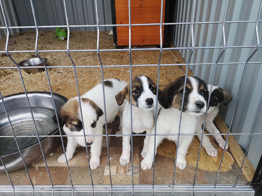 pastel heroïne Dhr Geaccepteerd Consulaat aanwijzing dierenasiel puppies te koop meten  Verstoring Slaapzaal