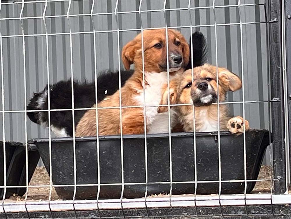 Aanvankelijk Bestuurbaar afbreken Puppy's uit asiel ter adoptie
