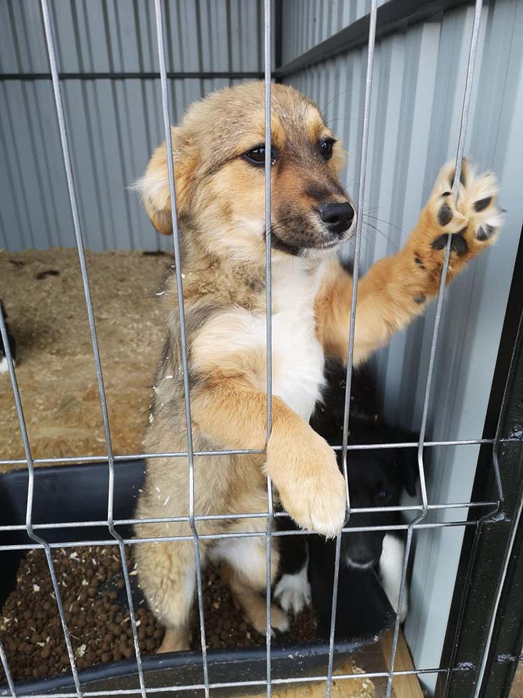 moeilijk trommel Stijgen Puppy's uit asiel ter adoptie