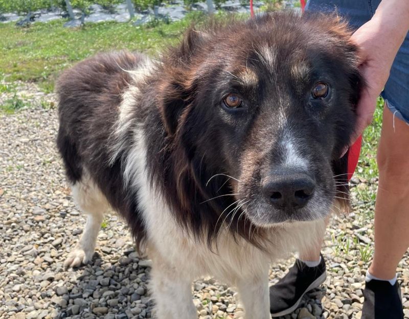 Senior hond adopteren
