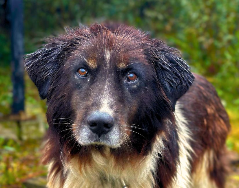 Senior hond adopteren