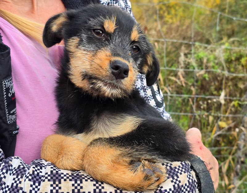 pup uit roemenie adopteren