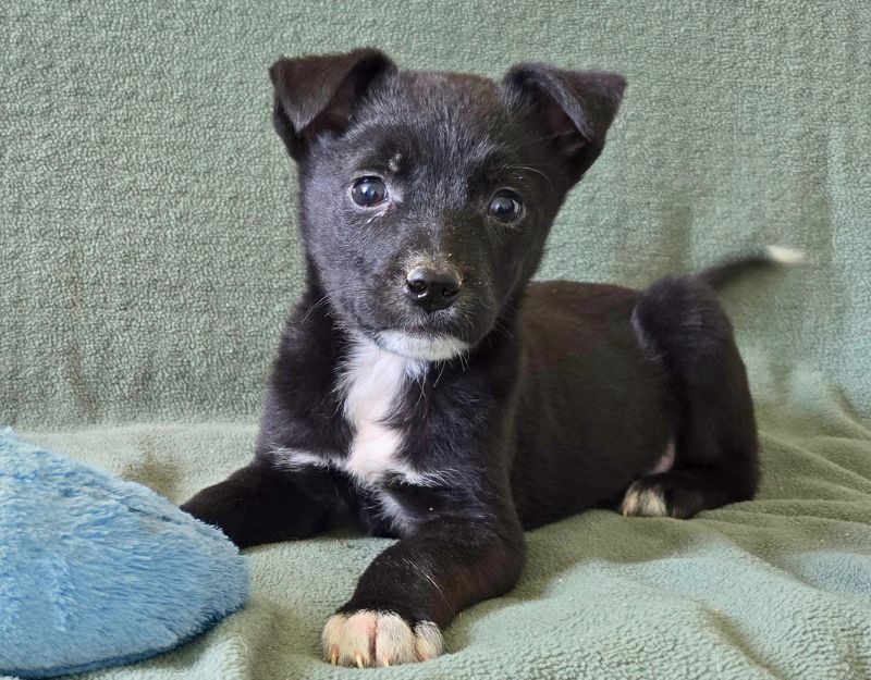 buitenlandse hond jonge pup adopteren
