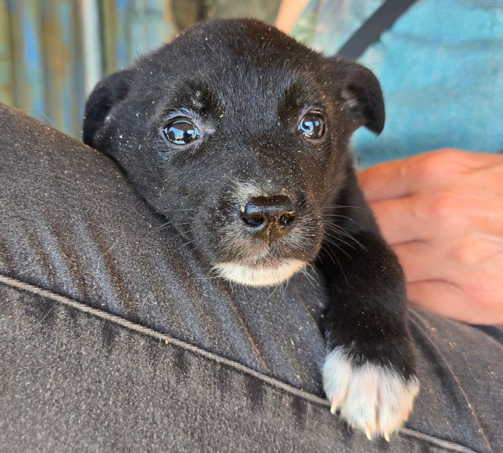 puppy adopteren