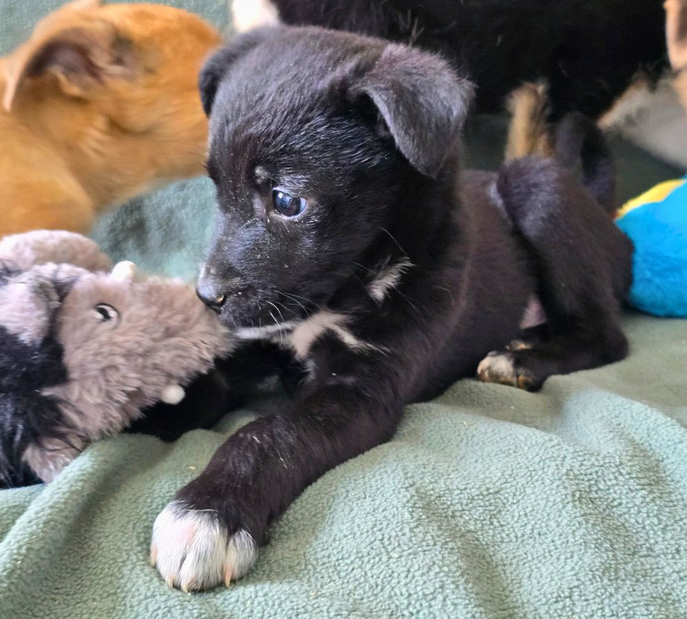 buitenlandse puppy adopteren