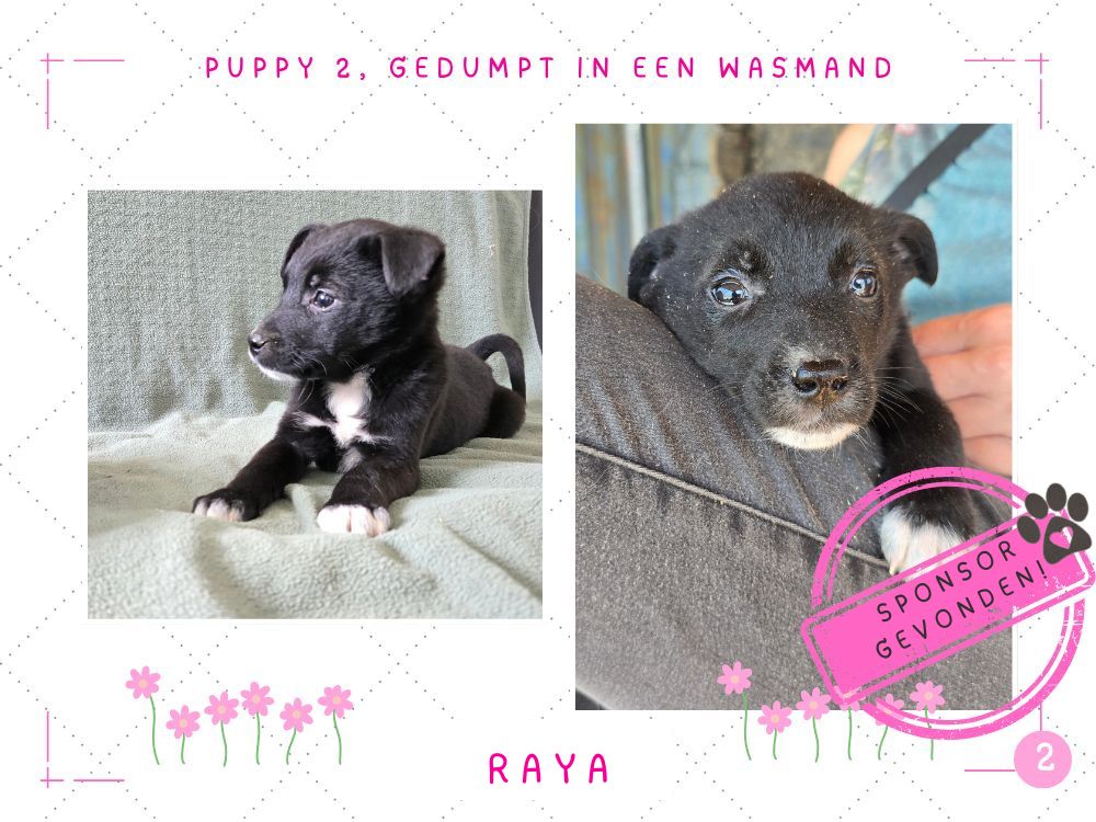 buitenlandse puppy adopteren