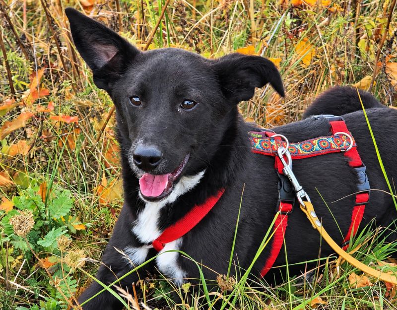 buitenlandse hond jonge pup adopteren