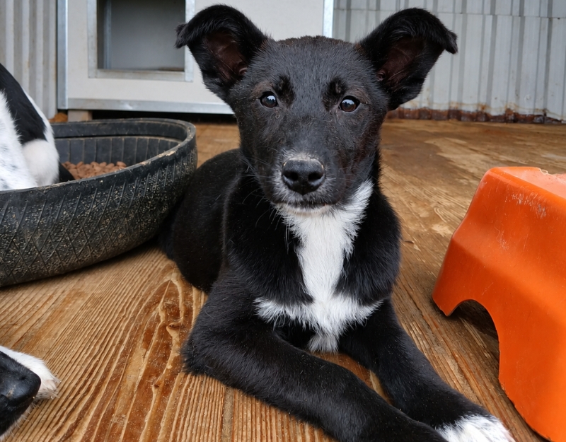buitenlandse hond jonge pup adopteren