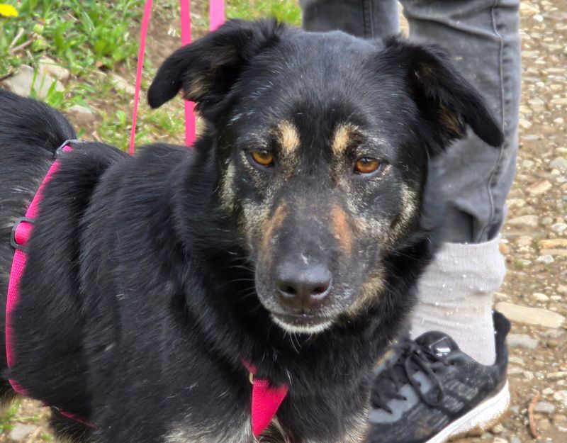 jong volwassen hond in het asiel