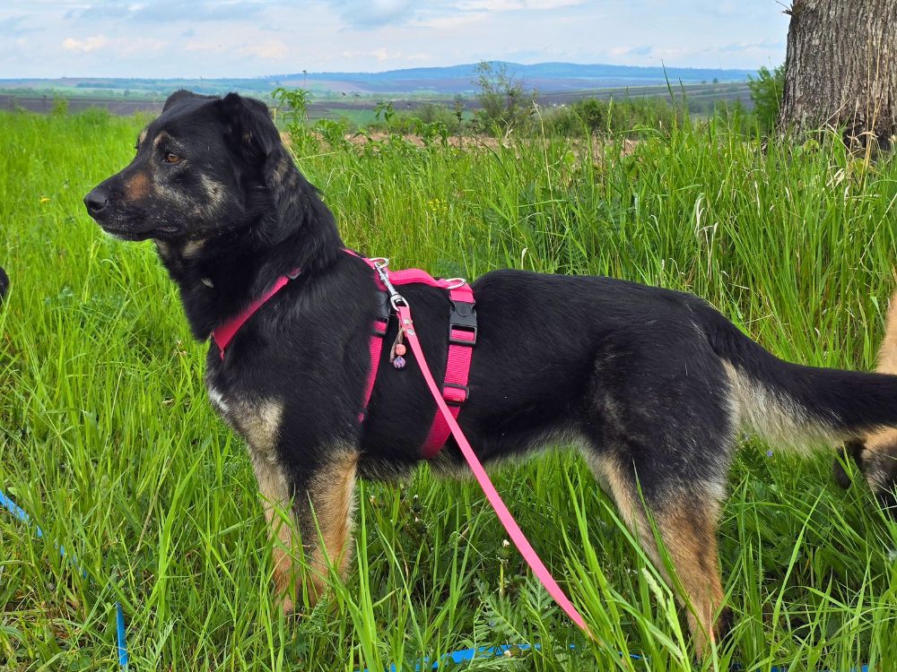 jong volwassen hond in het asiel