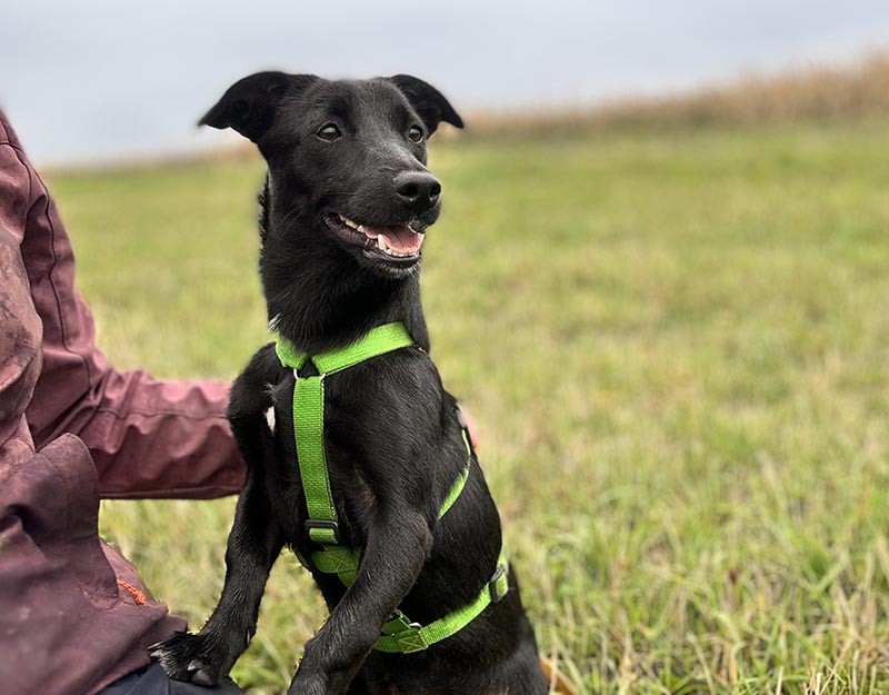 kleine hond adopteren