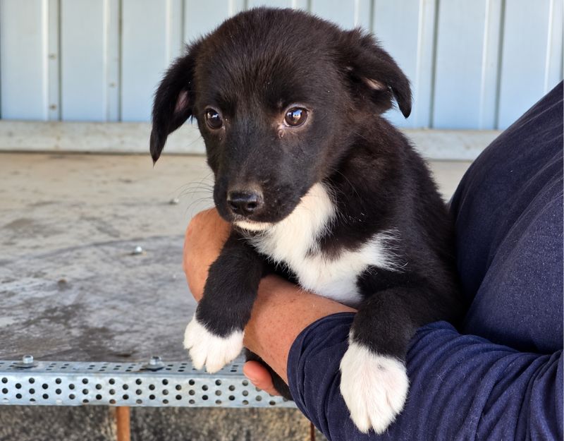 jonge pup adopteren