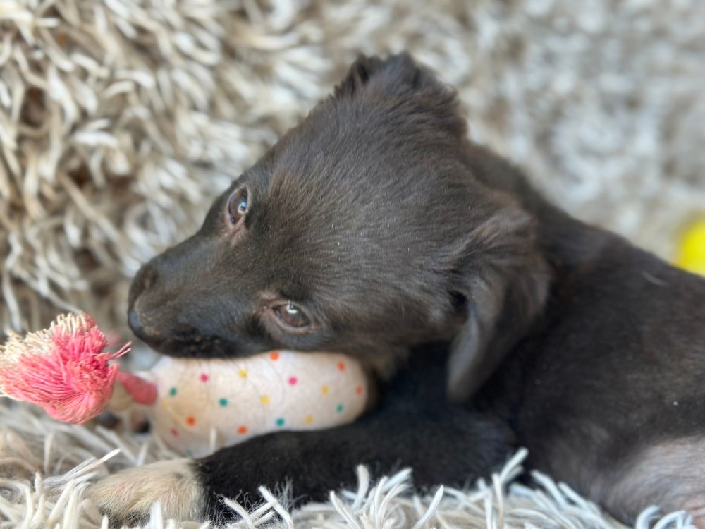 asiel puppy adopteren