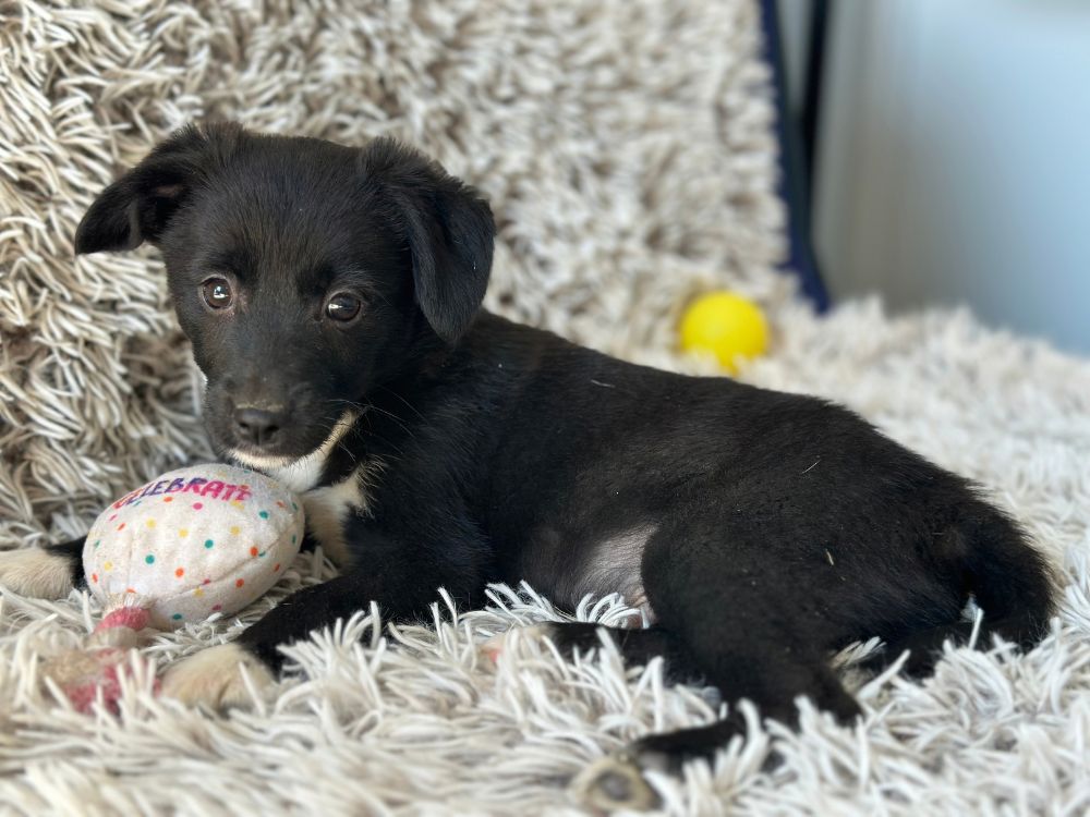 puppy adopteren