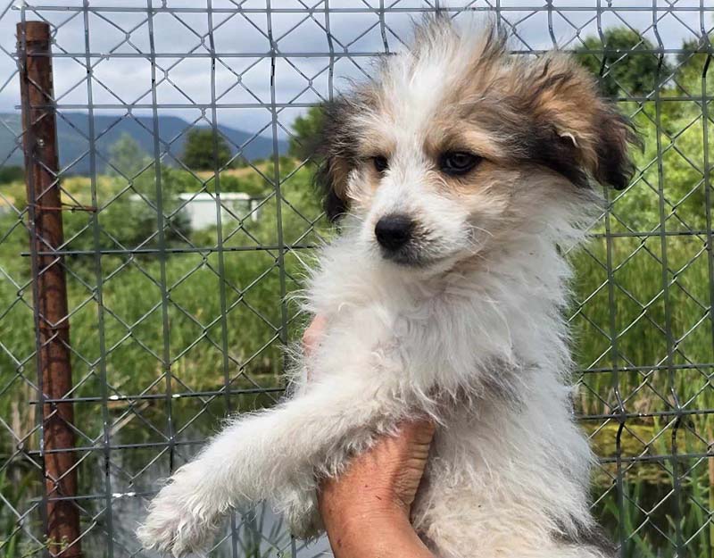 puppy uit roemenië adopteren