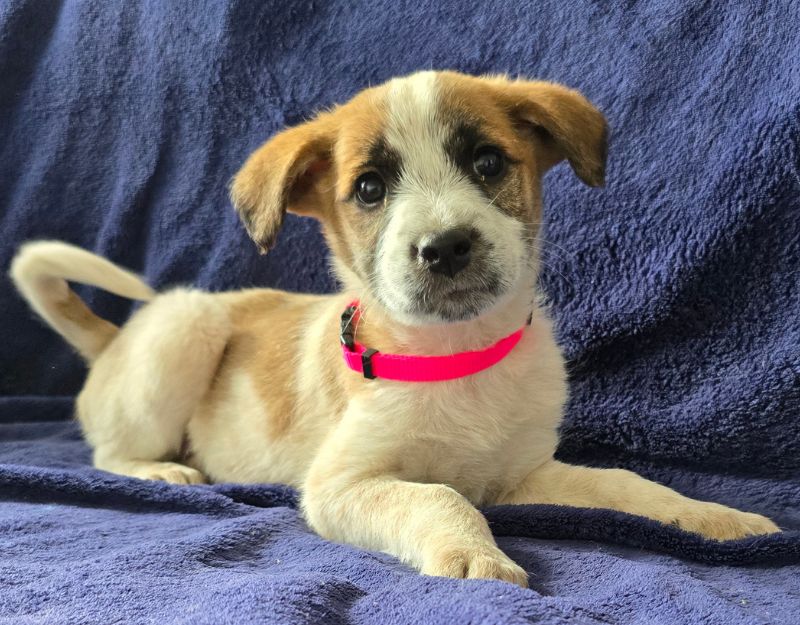 jonge pup adopteren
