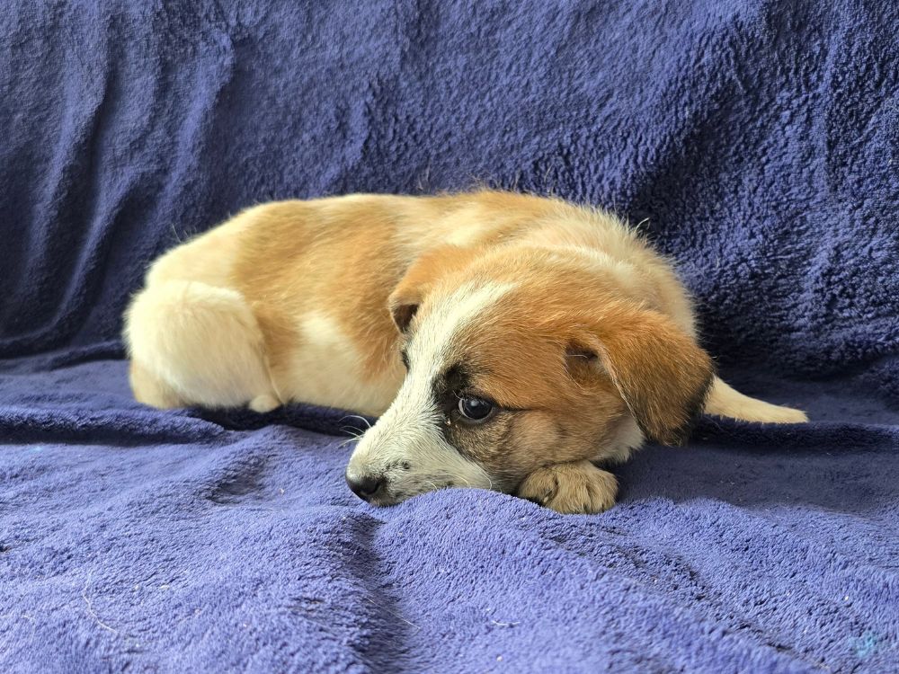 asiel puppy adopteren
