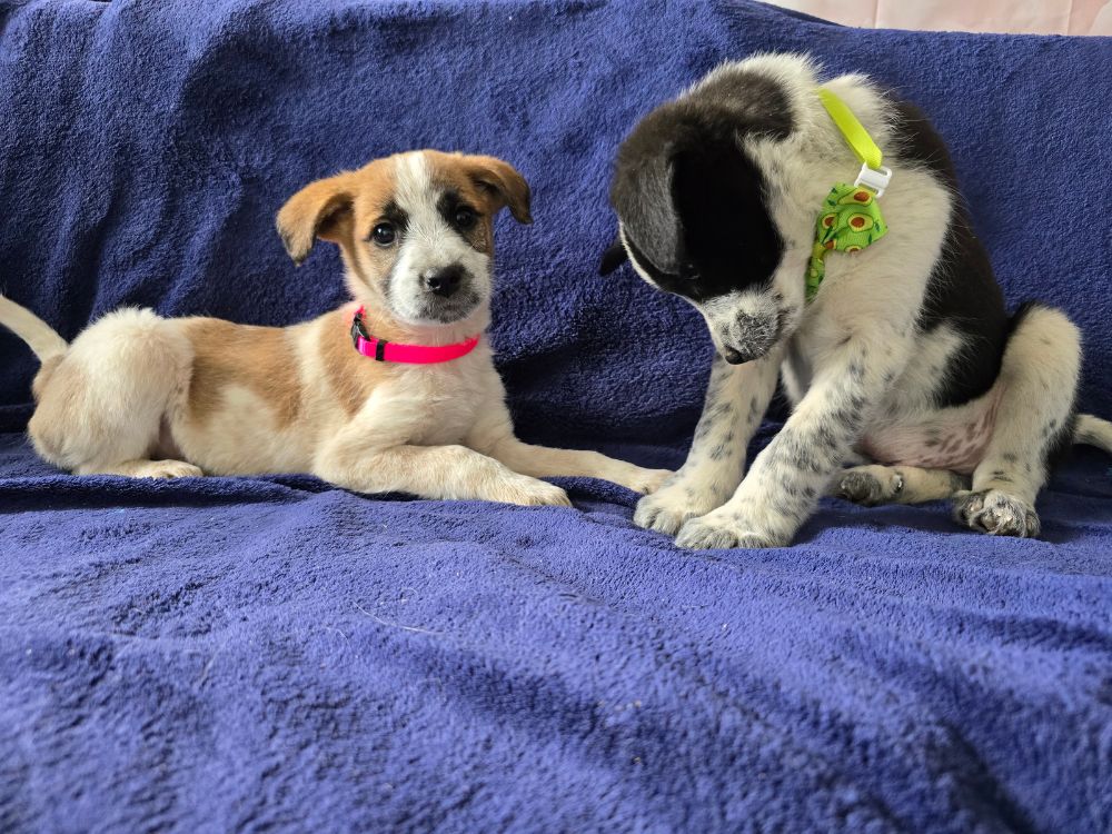 puppy adopteren