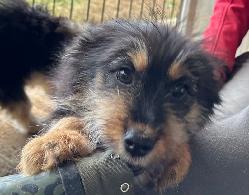 pup uit roemenie adopteren