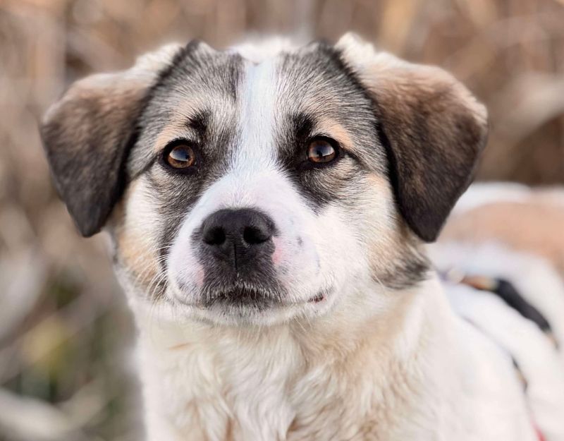 asiel jonge hond adopteren