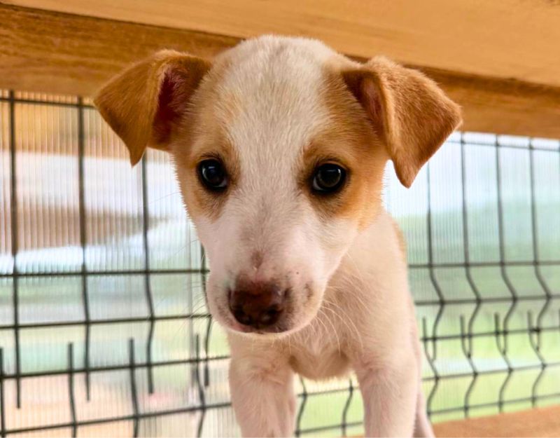 jonge pup adopteren