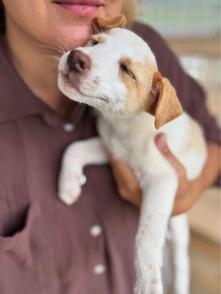 puppy adopteren