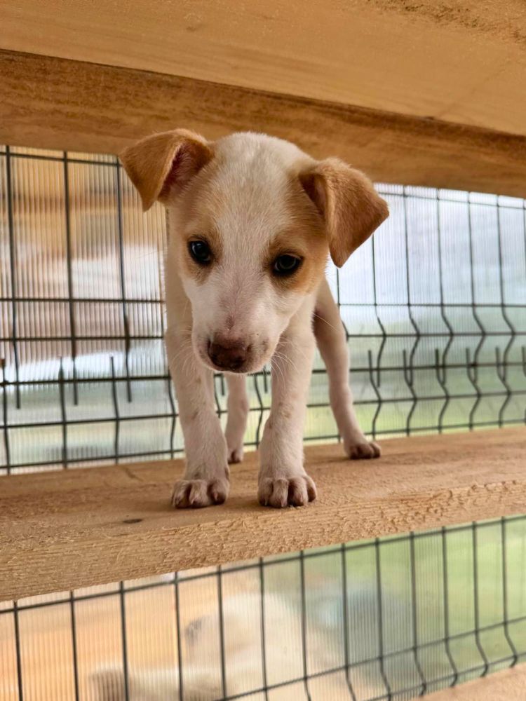 asiel puppy adopteren