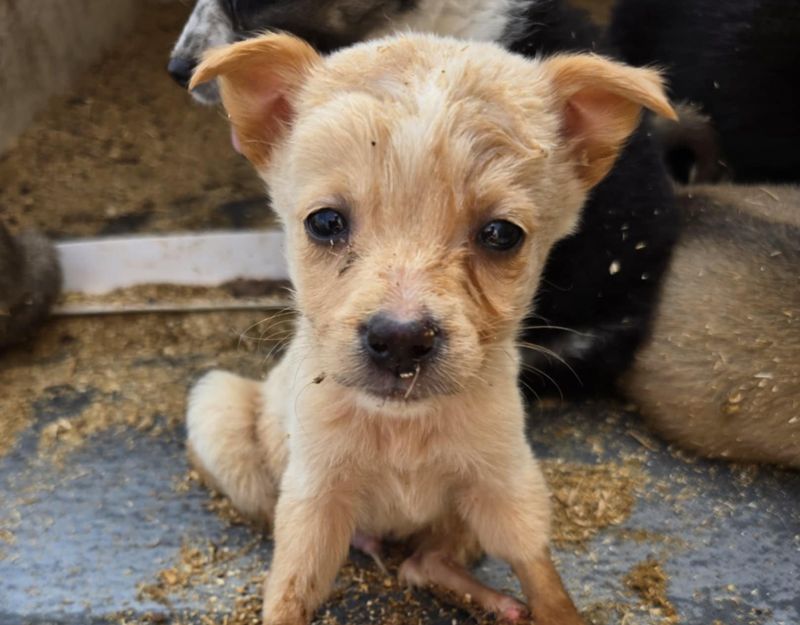 puppie adopteren