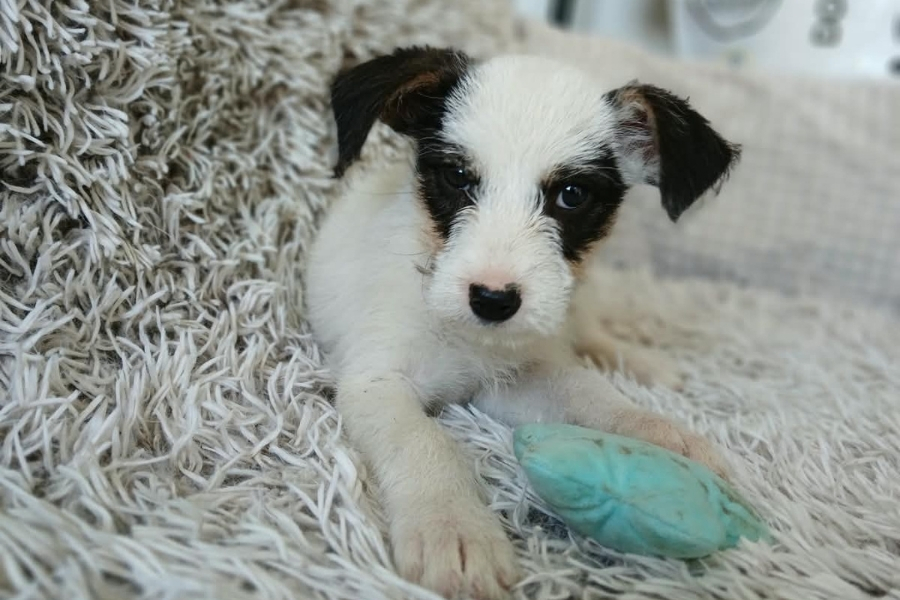 asiel puppy adopteren