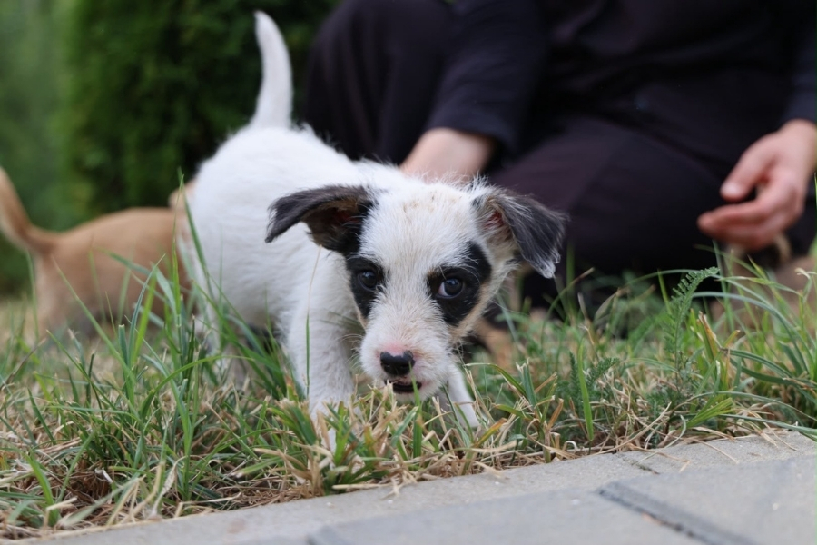puppy adopteren
