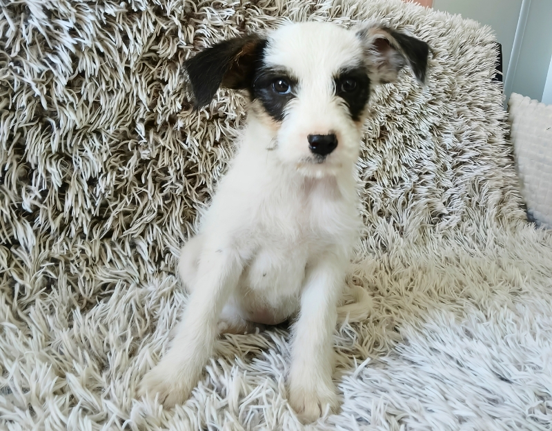 jonge pup adopteren