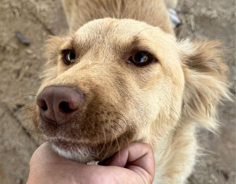 buitenlandse asiel hond adopteren
