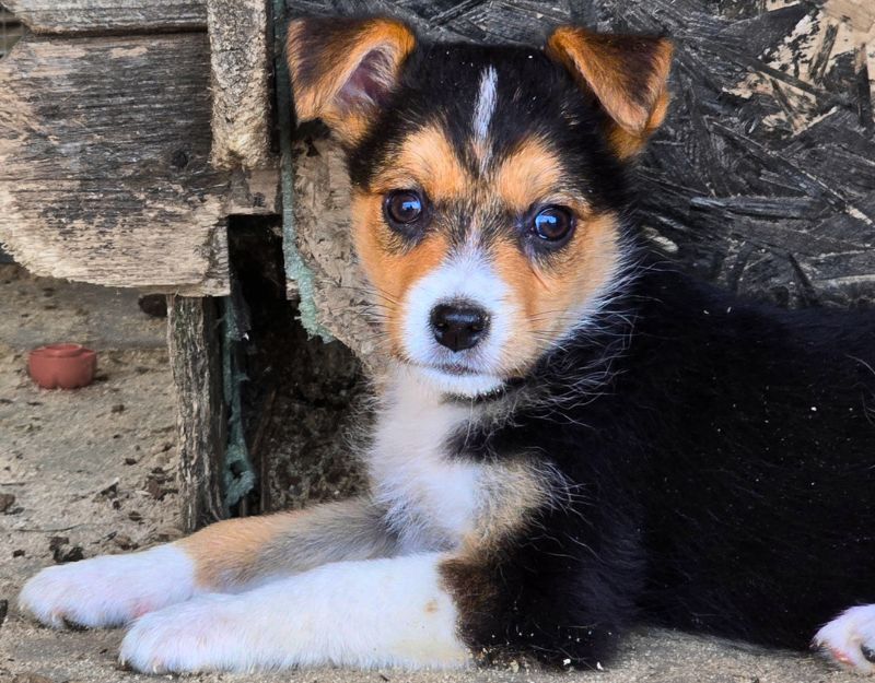 buitenlandse hond jonge pup adopteren