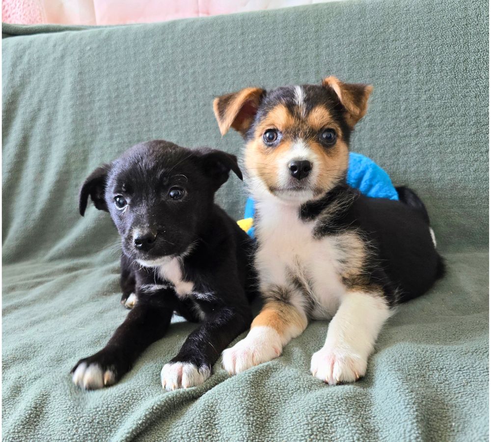 puppy adopteren