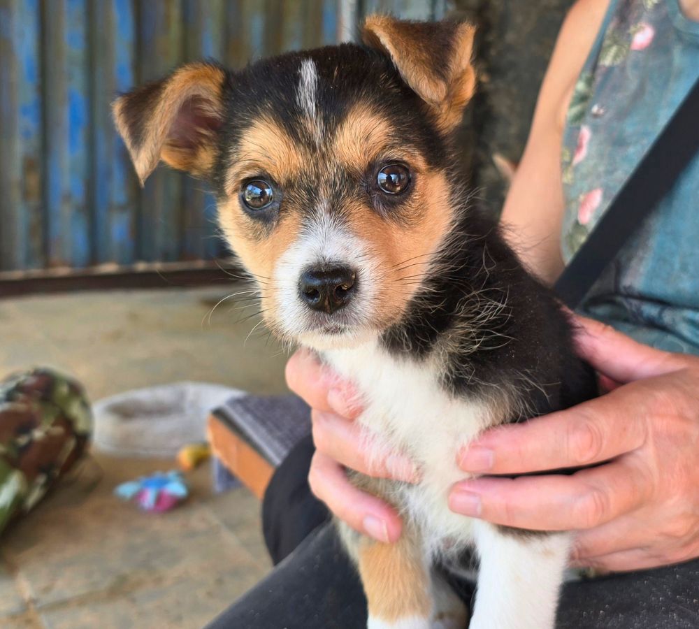 buitenlandse puppy adopteren
