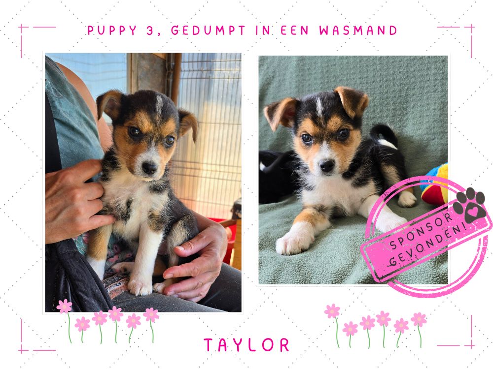buitenlandse puppy adopteren