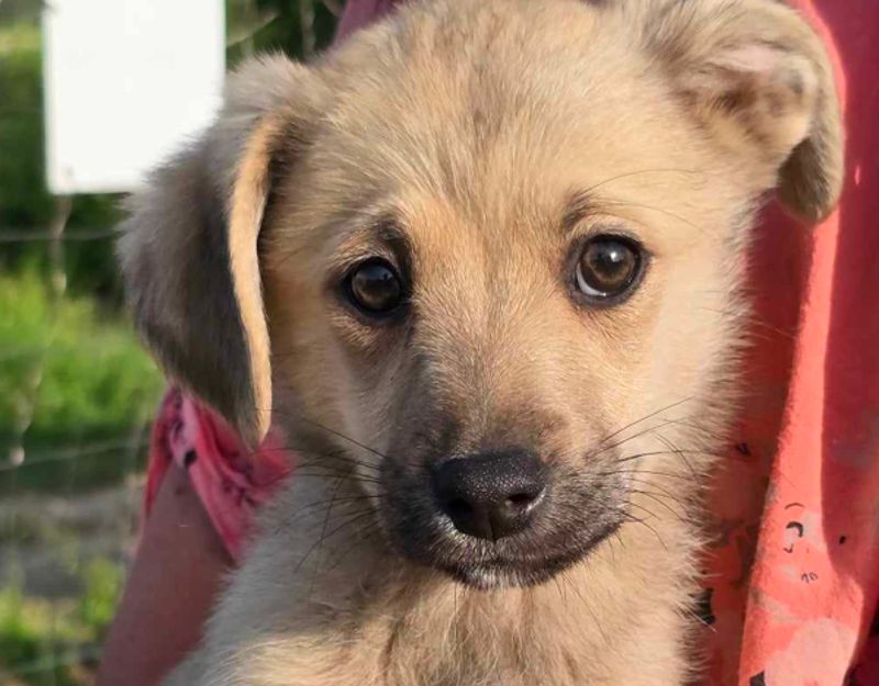 puppie adopteren