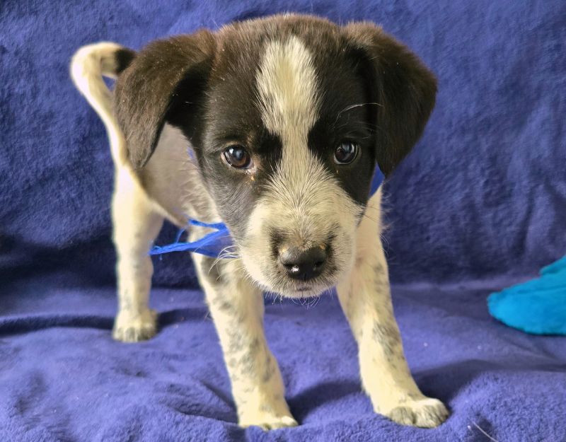 jonge pup adopteren