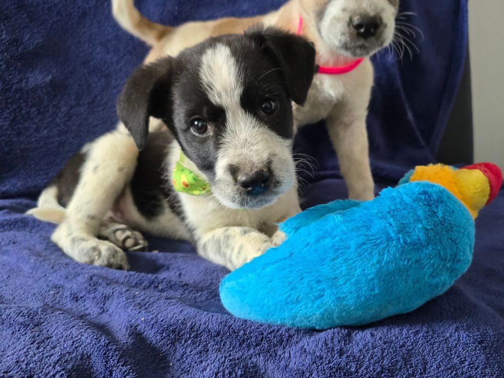 puppy adopteren