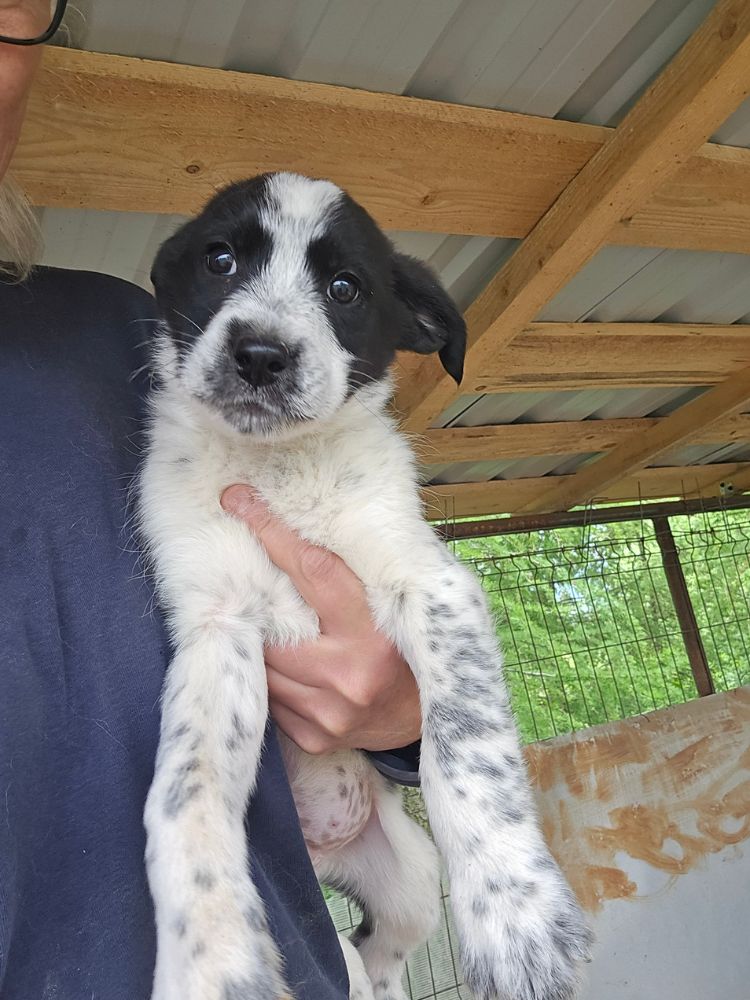 asiel puppy adopteren