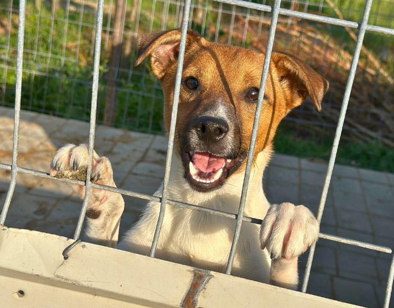 pup uit het asiel in roemenie adopteren