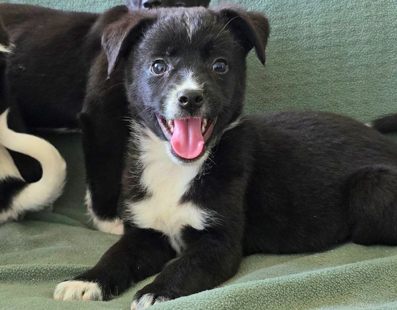 buitenlandse hond jonge pup adopteren