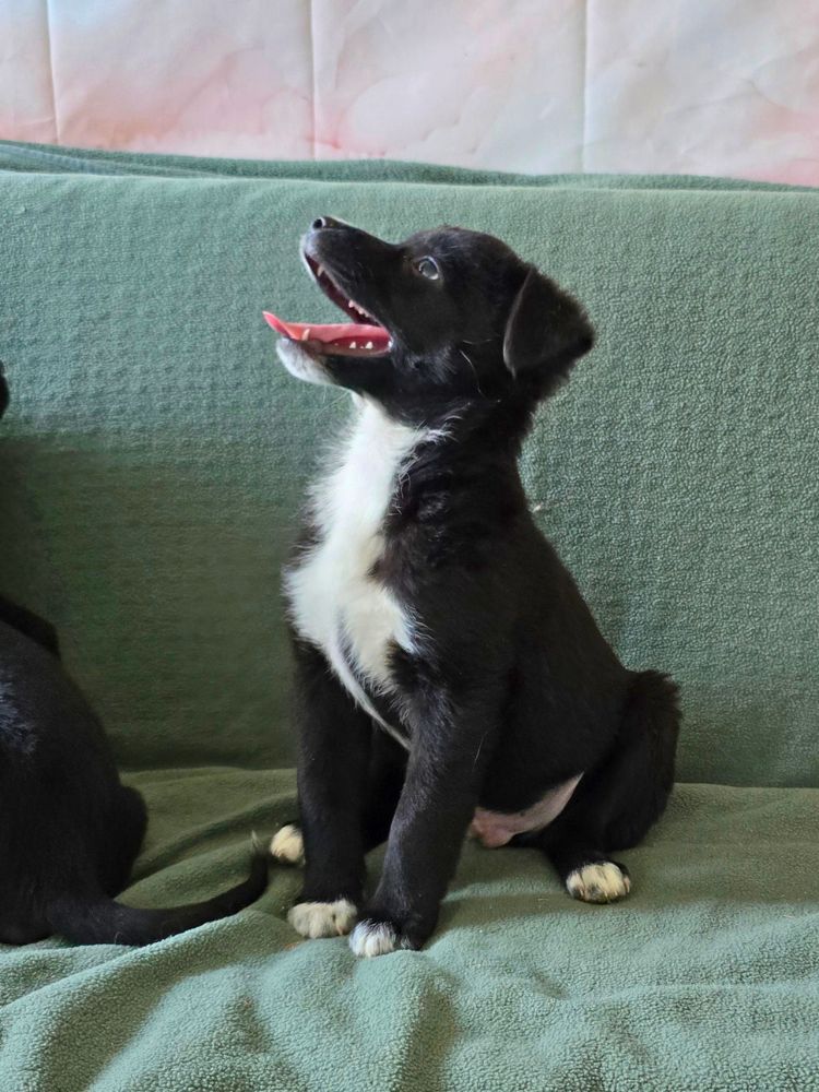 buitenlandse puppy adopteren
