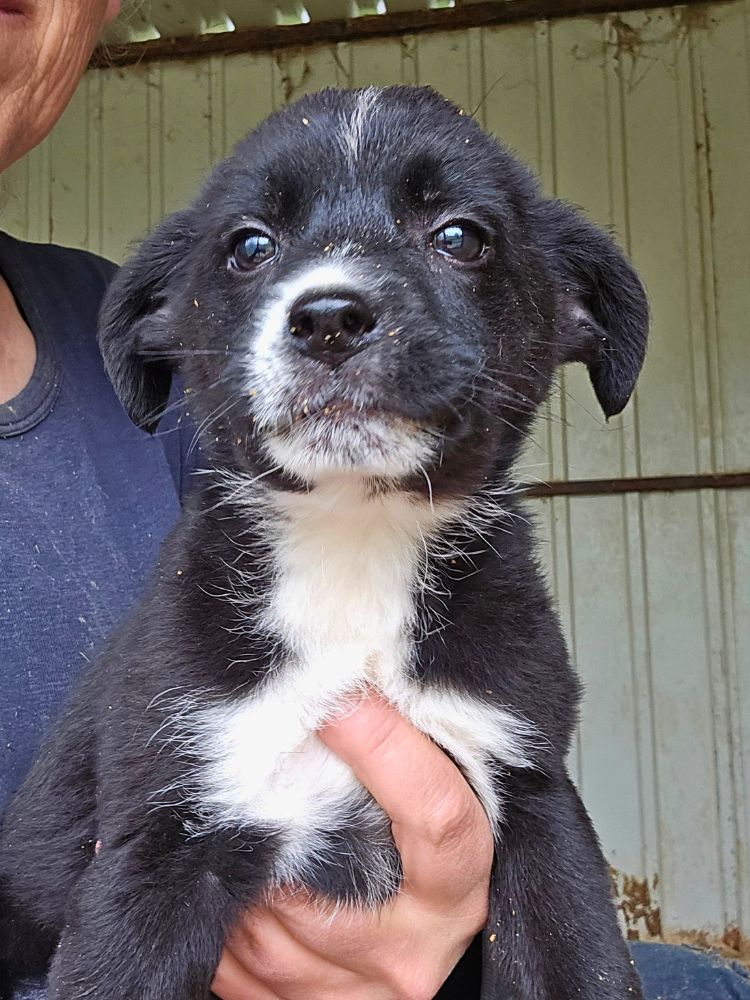 puppy adopteren