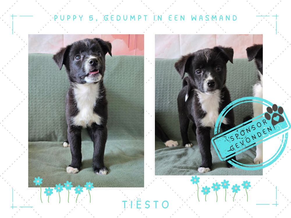 buitenlandse puppy adopteren