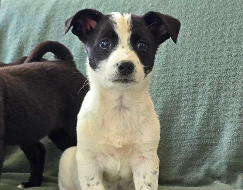 buitenlandse hond jonge pup adopteren
