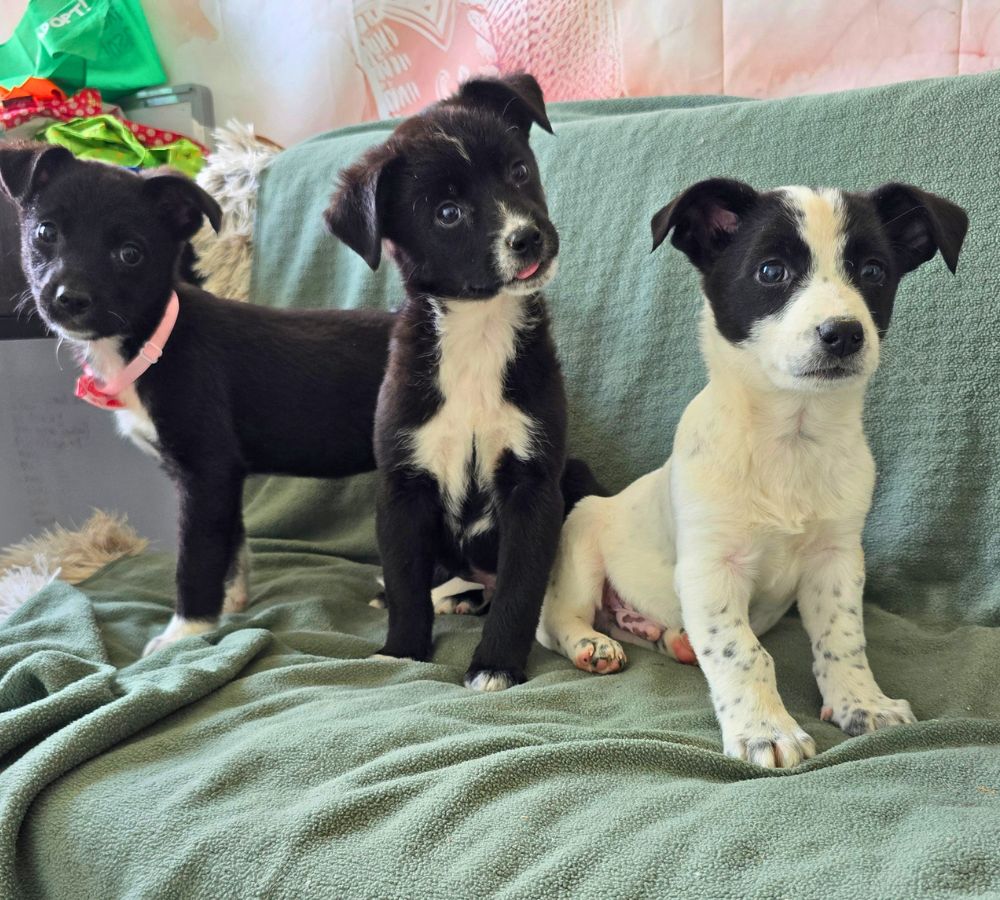 buitenlandse puppy adopteren