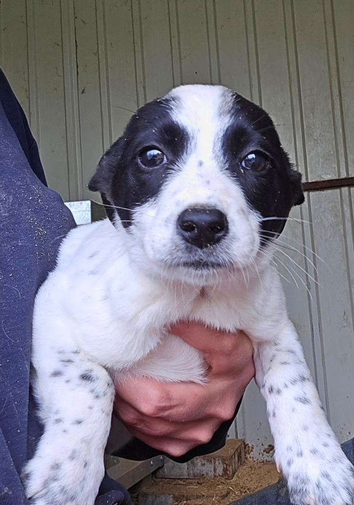 puppy adopteren