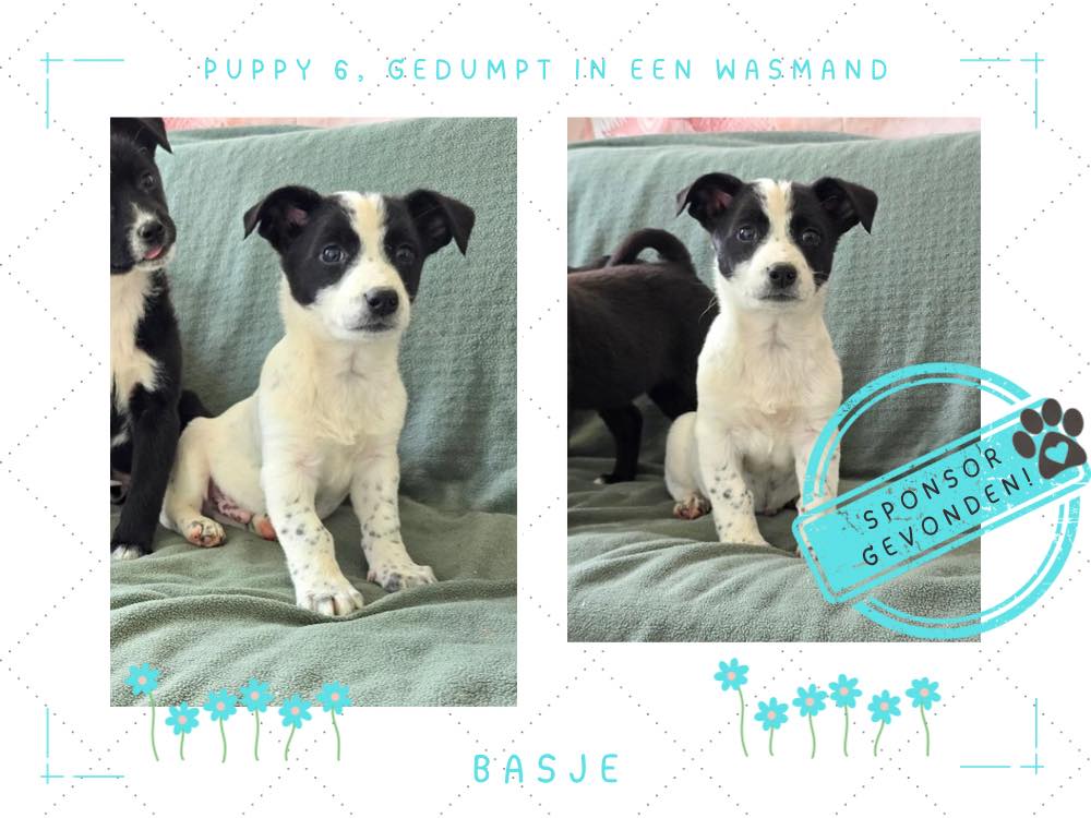 buitenlandse puppy adopteren